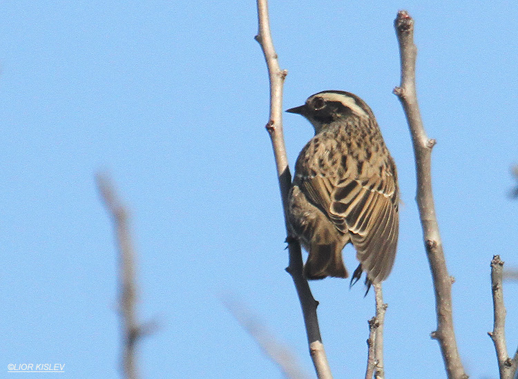  Radde‘s Accentor   Prunella ocularis   ,  , 2011.  